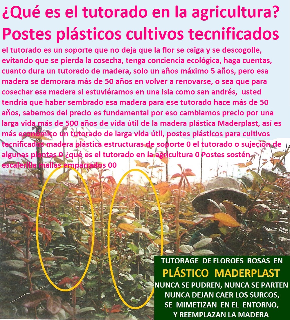 Estructuras para invernaderos parrales tutores postes ecológico maderas Maderplast 0 manual de construccion de invernaderos gratis 0 invernadero de madera plástica Maderplast tipos de invernaderos de material plástico Maderplast Estructuras para invernaderos parrales tutores postes ecológico maderas Maderplast 0 manual de construccion de invernaderos gratis 0 CULTIVOS TECNIFICADOS, INVERNADEROS, Semilleros, Bancos De Siembra, Hidroponía, Agricultura, Cosecha, Poscosecha, Tutores para Flores cable vía Bananas Aromáticas, invernadero de madera plástica Maderplast tipos de invernaderos de material plástico Maderplast